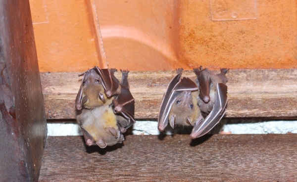 新加坡的蝙蝠物种