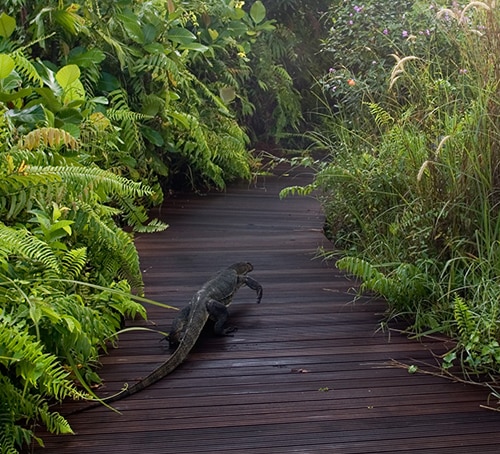 双溪布洛自然保护区的巨蜥 - 新加坡旅游景点