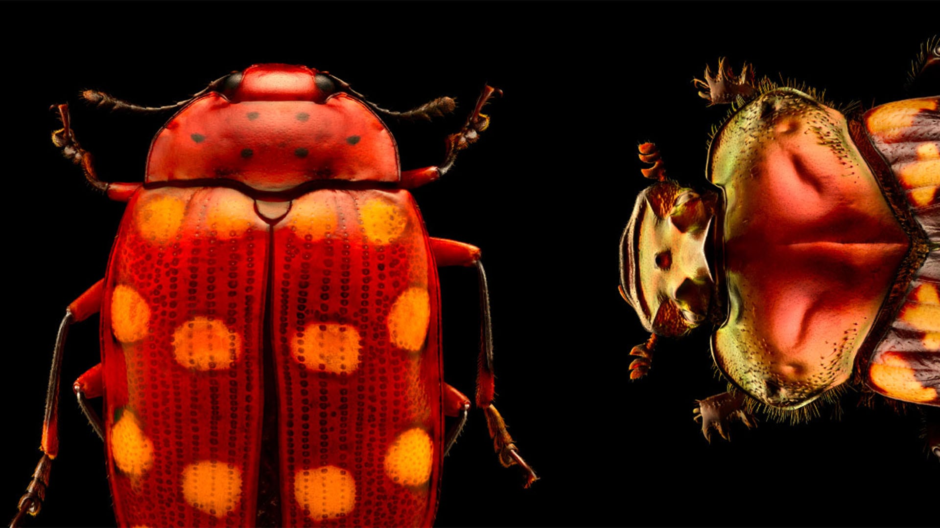 《Insects:  Microsculptures Magnified》，周末在新加坡可参观的新展览