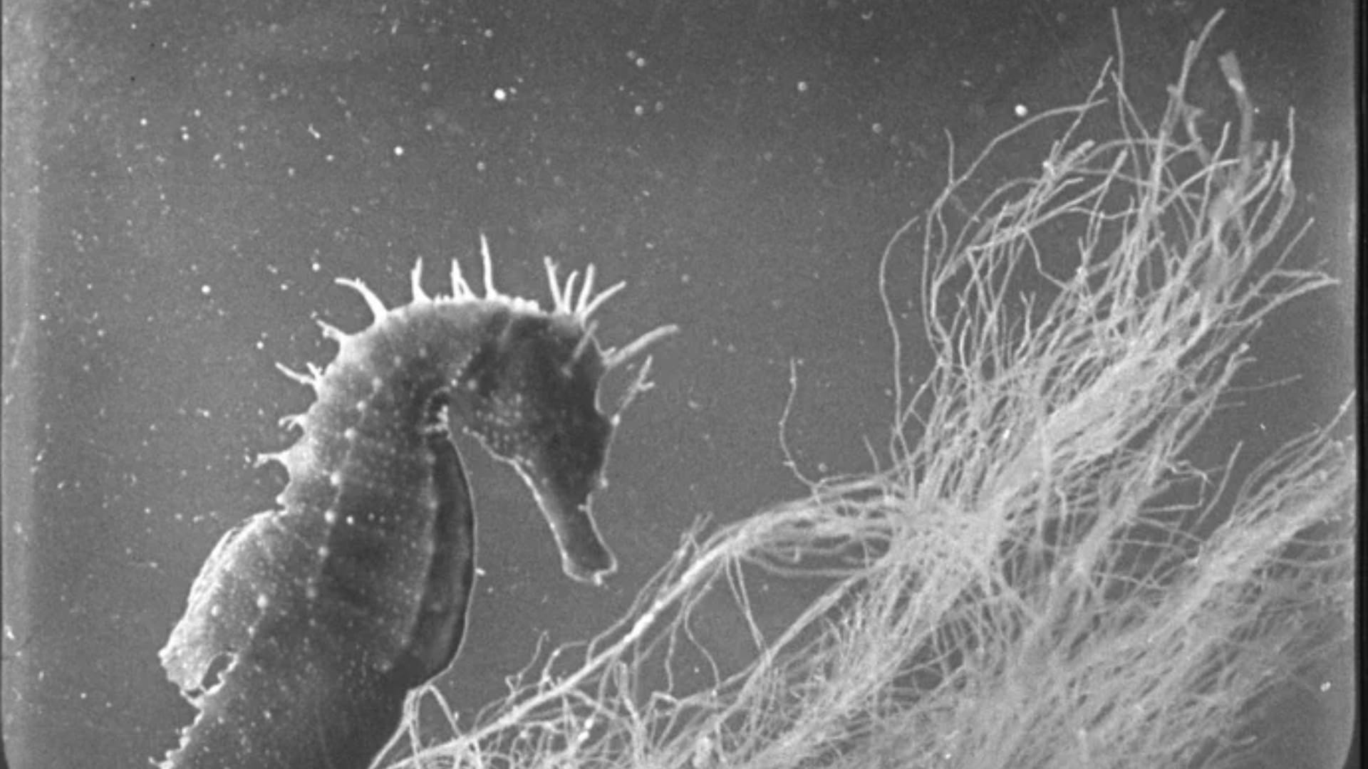 Afternoons at Sea: Aquatic Life in Early Cinema