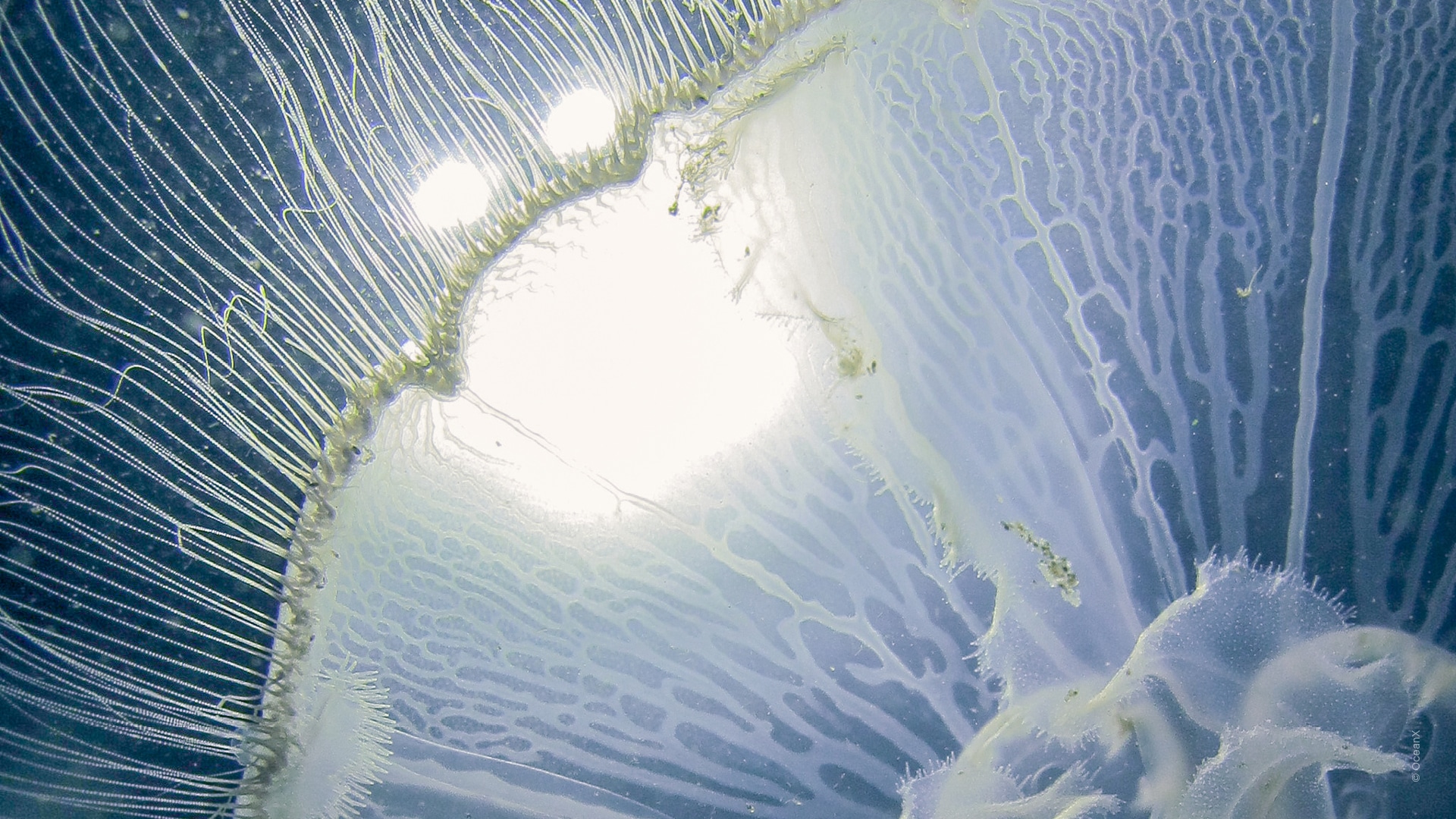 Into The Ocean