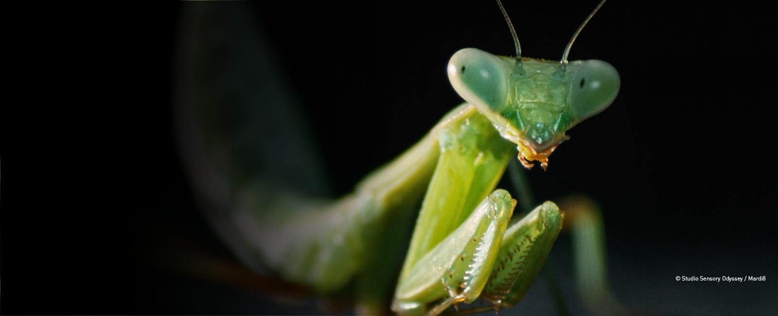 Sensory Odyssey: Into the Heart of Our Living World