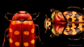 Insects:  Microsculptures Magnified