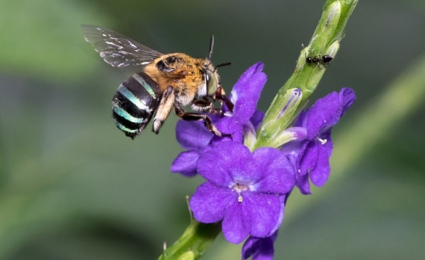新加坡的蜜蜂种类