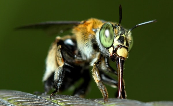 新加坡的蜜蜂种类