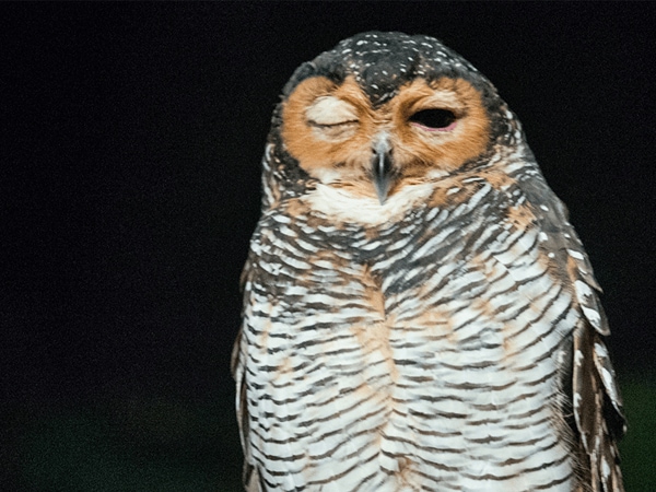 新加坡裕廊飞禽公园