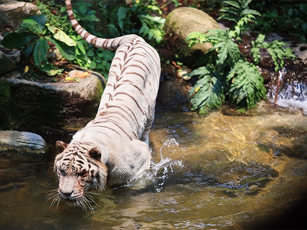 新加坡的野生动物