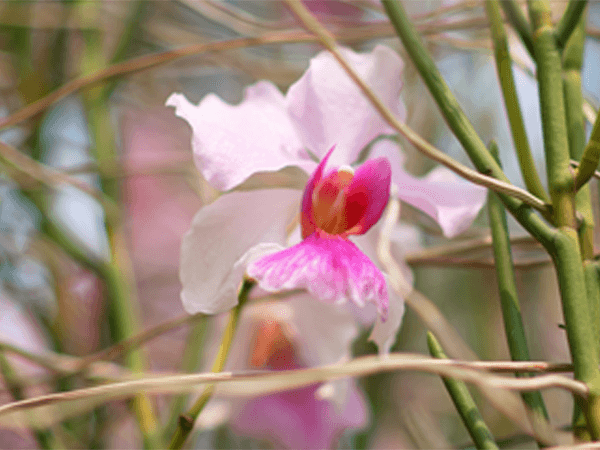 新加坡国花——兰花