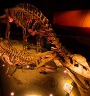 艺术科学博物馆《Dinosaurs Dawn to Extinction》展览