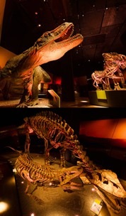艺术科学博物馆《Dinosaurs Dawn to Extinction》展览