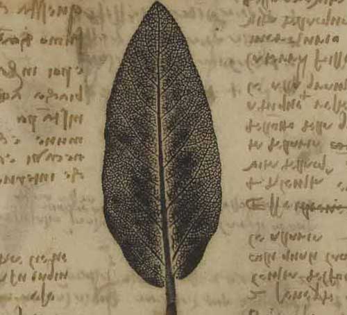 Sage Leaf 1508—10 F.197 verso Leonardo da Vinci Codex Atlanticus