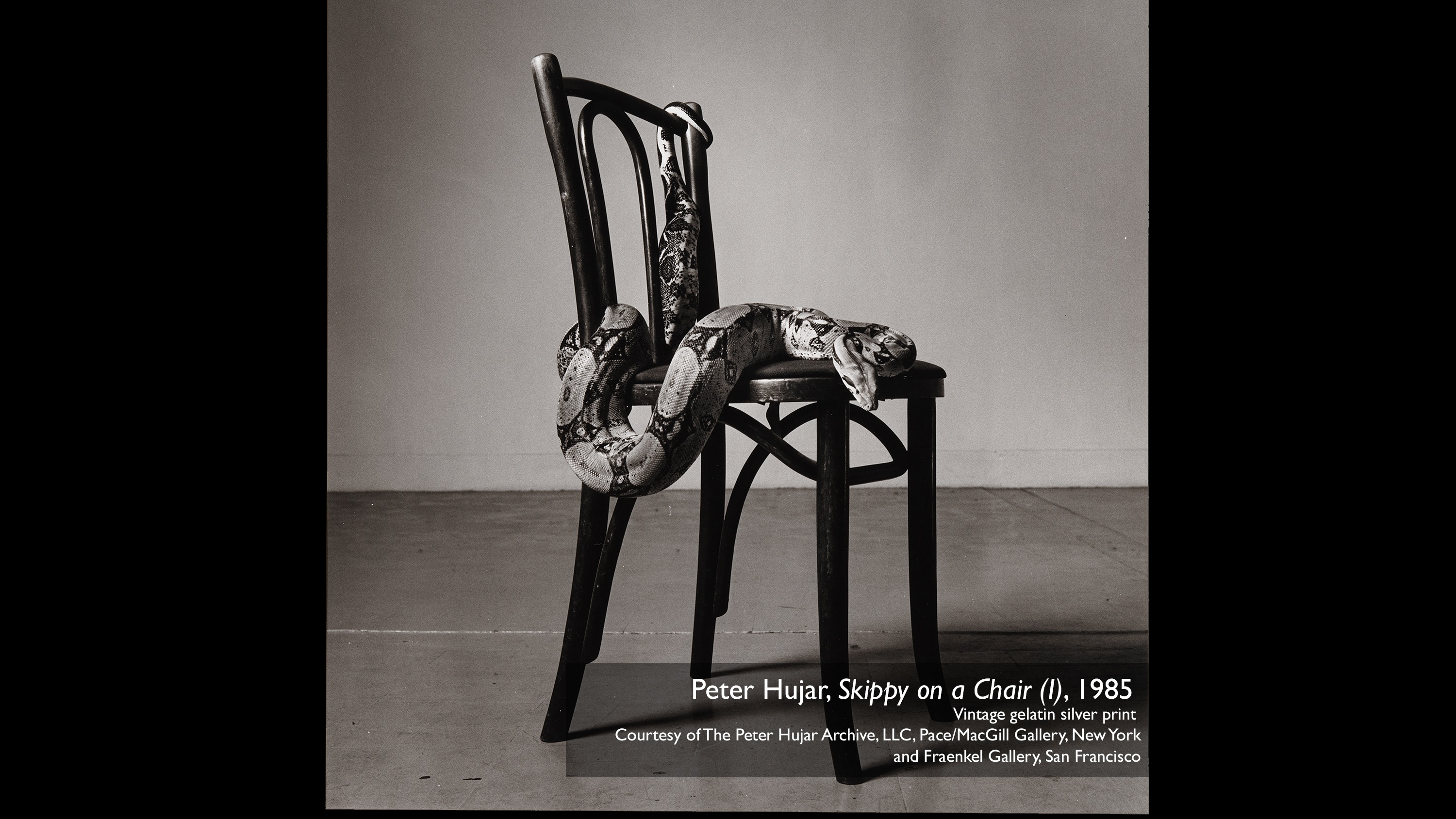 Peter Hujar, Skippy on a Chair (I), 1985  vintage gelatin silver print  Courtesy of The Peter Hujar Archive, LLC, Pace/MacGill Gallery, New York and Fraenkel Gallery, San Francisco