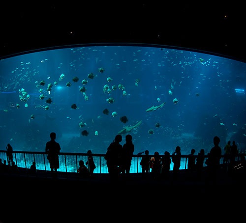 东南亚水族馆 - 新加坡旅游景点