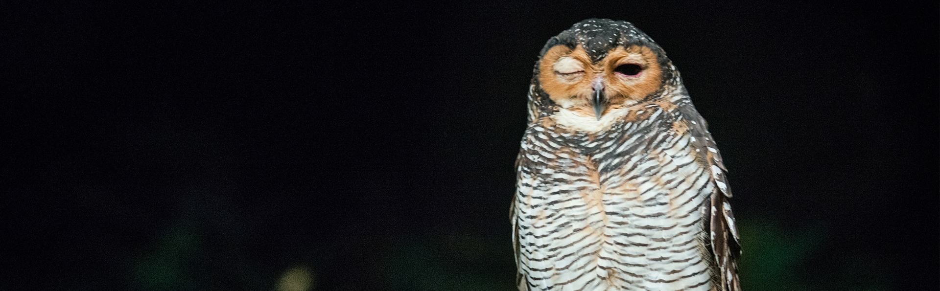 新加坡赏鸟 - 新加坡旅游攻略
