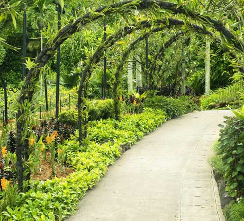 新加坡植物园中小径 - 新加坡旅游景点