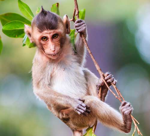 新加坡原始森林中的猴子 - 新加坡旅游景点
