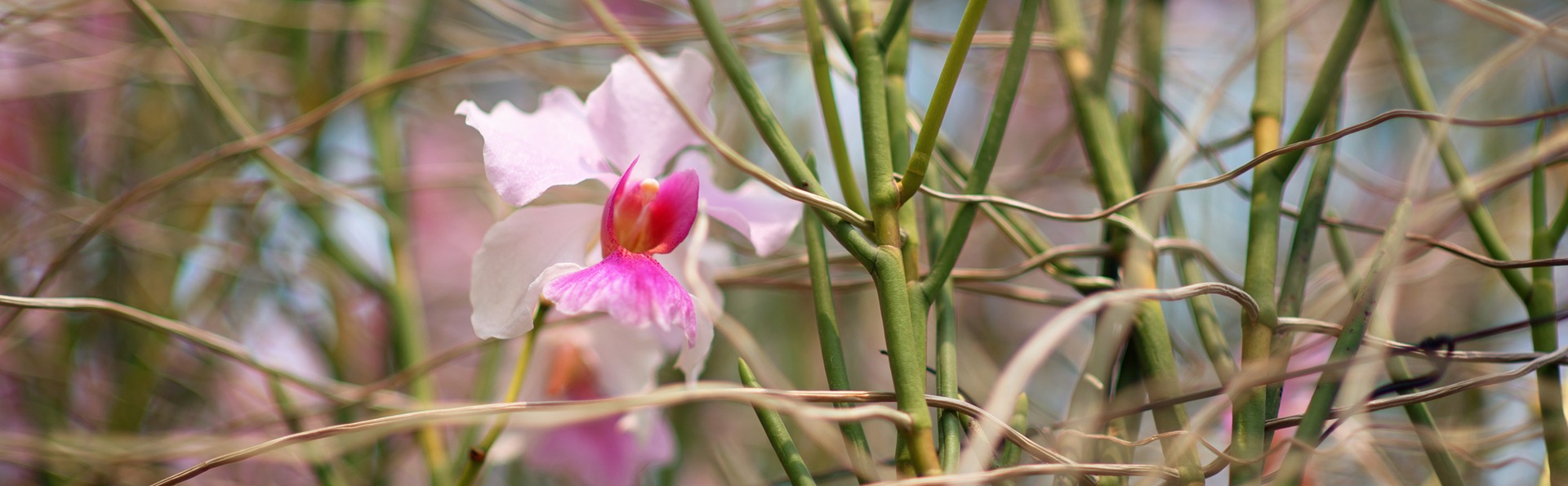 新加坡兰花 - 新加坡旅游攻略