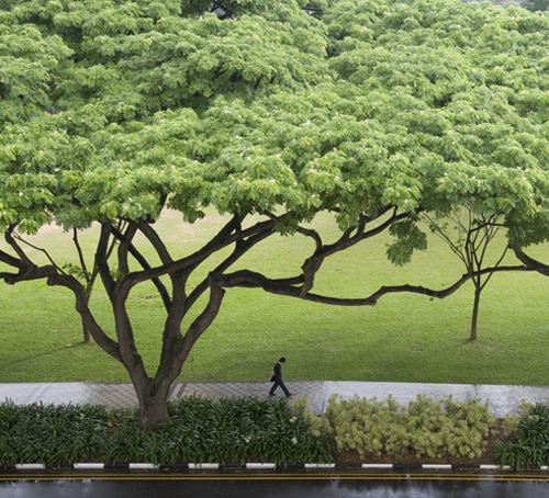 雨树 - 新加坡旅游攻略