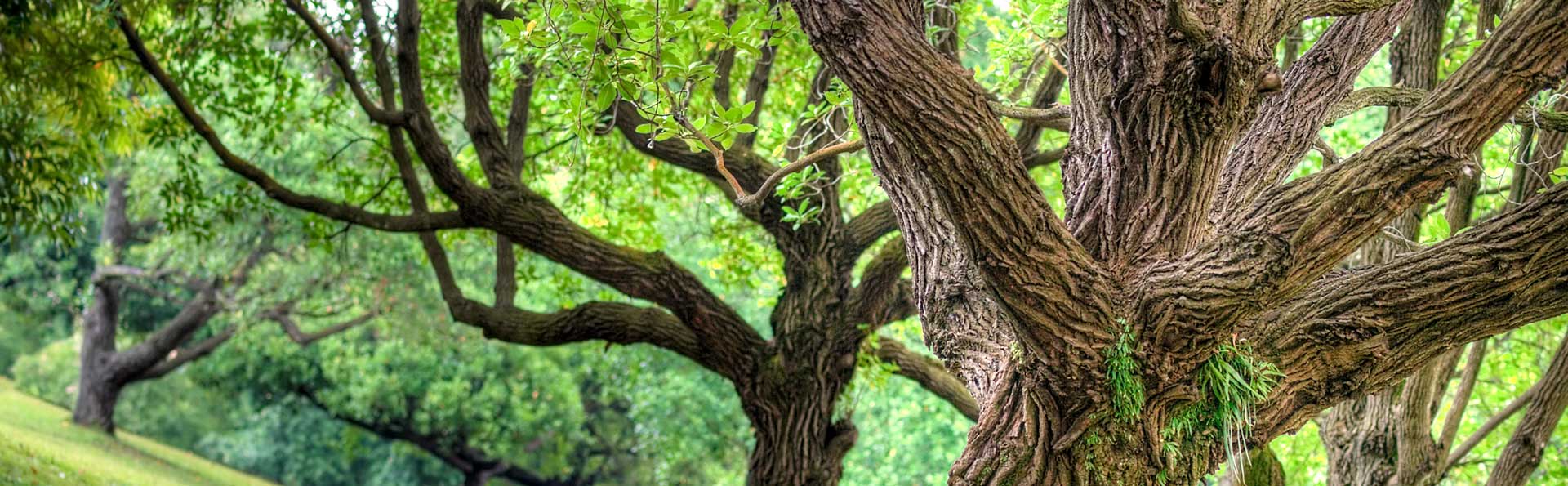 新加坡的花草树木 - 新加坡旅游攻略